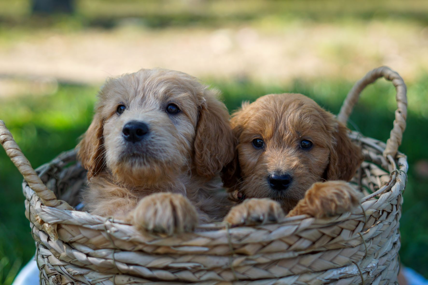 Two bernedoodles in a basket with paws extended to the edge