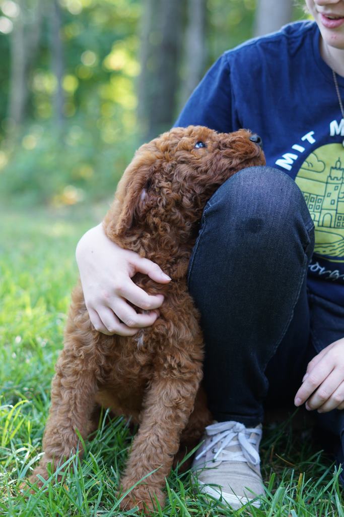 Bernedoodle resting chin on the knee of a woman in a yard
