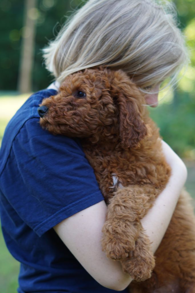 Woman hugging a bernedoodle puppy