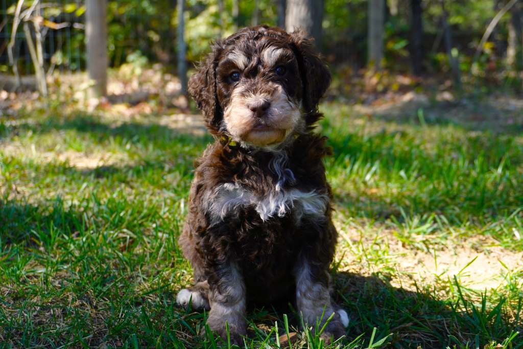 Bernedoodlepuppy in front of a tree
