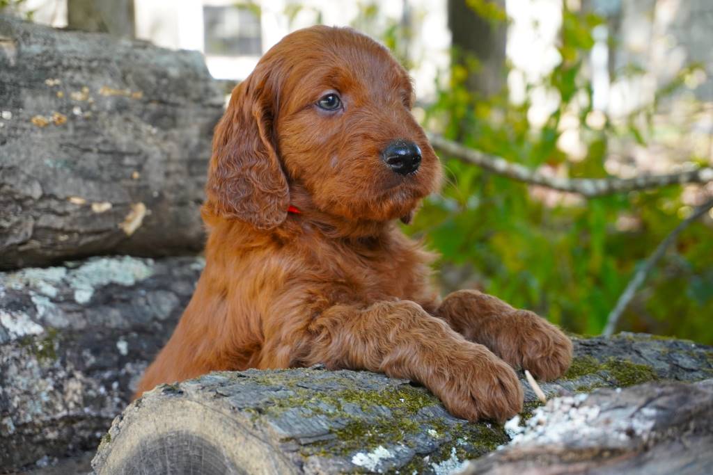 Bernedoodle puppy with paws on top of a tree stump