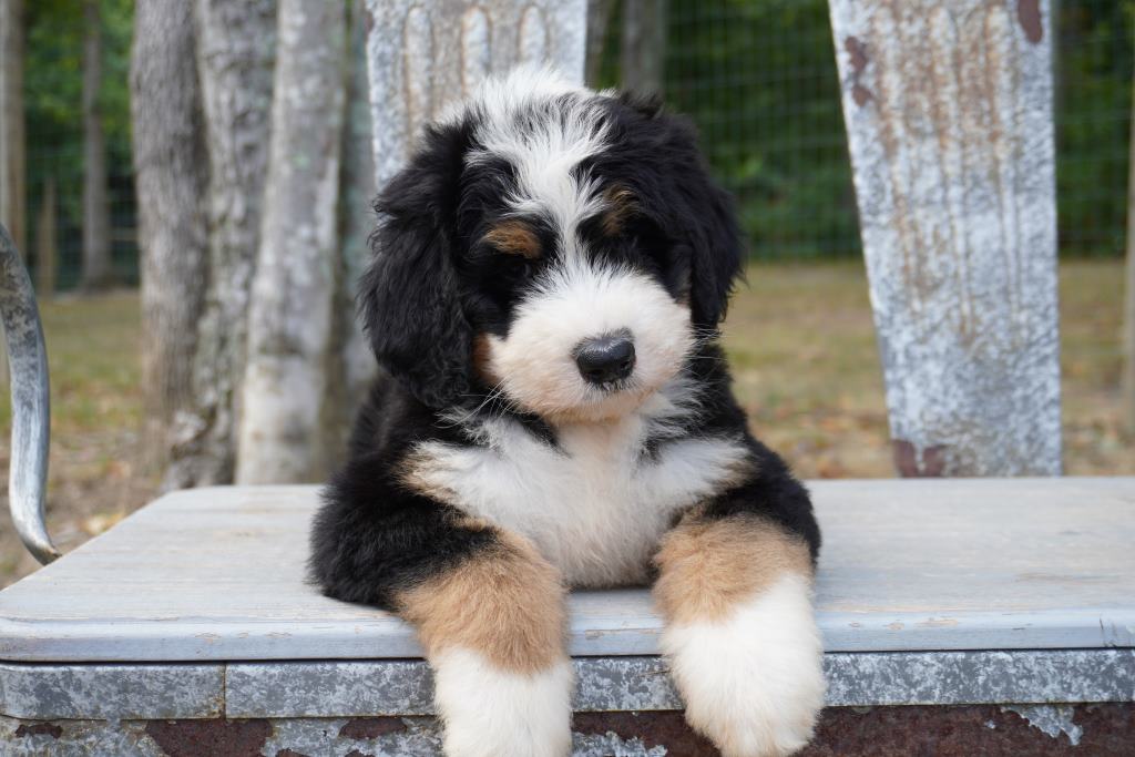 Bernedoodle puppy with paws over a stone bench outside