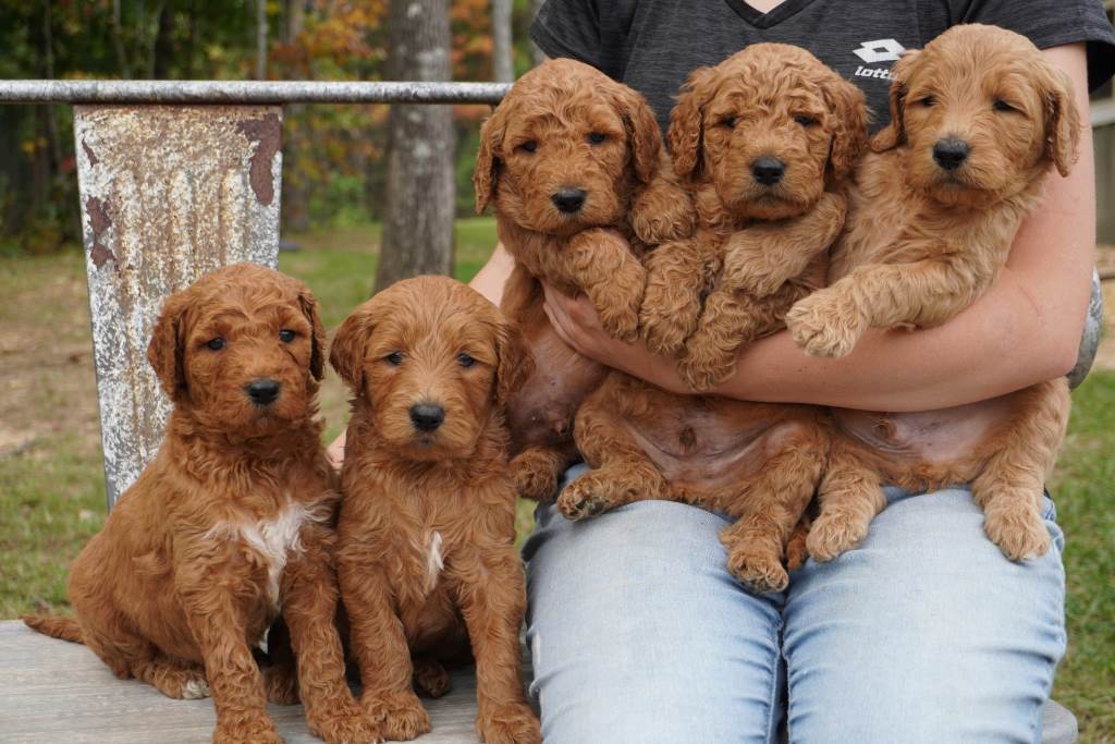 Woman holding five bernedoodle puppies on a bench outside